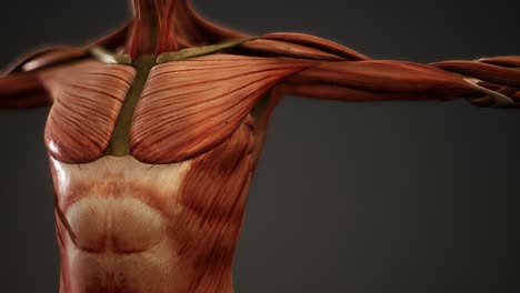 Muskelsystem-Der-Menschlichen-Körperanimation